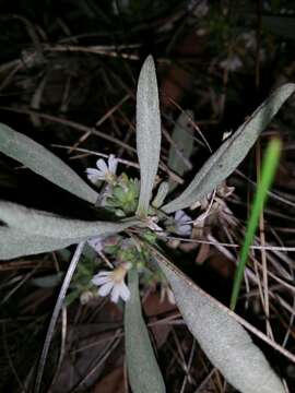 Image of Scaevola canescens Benth.