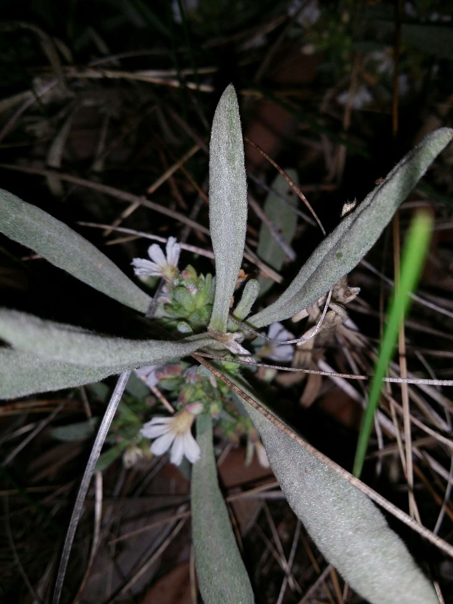 Imagem de Scaevola canescens Benth.