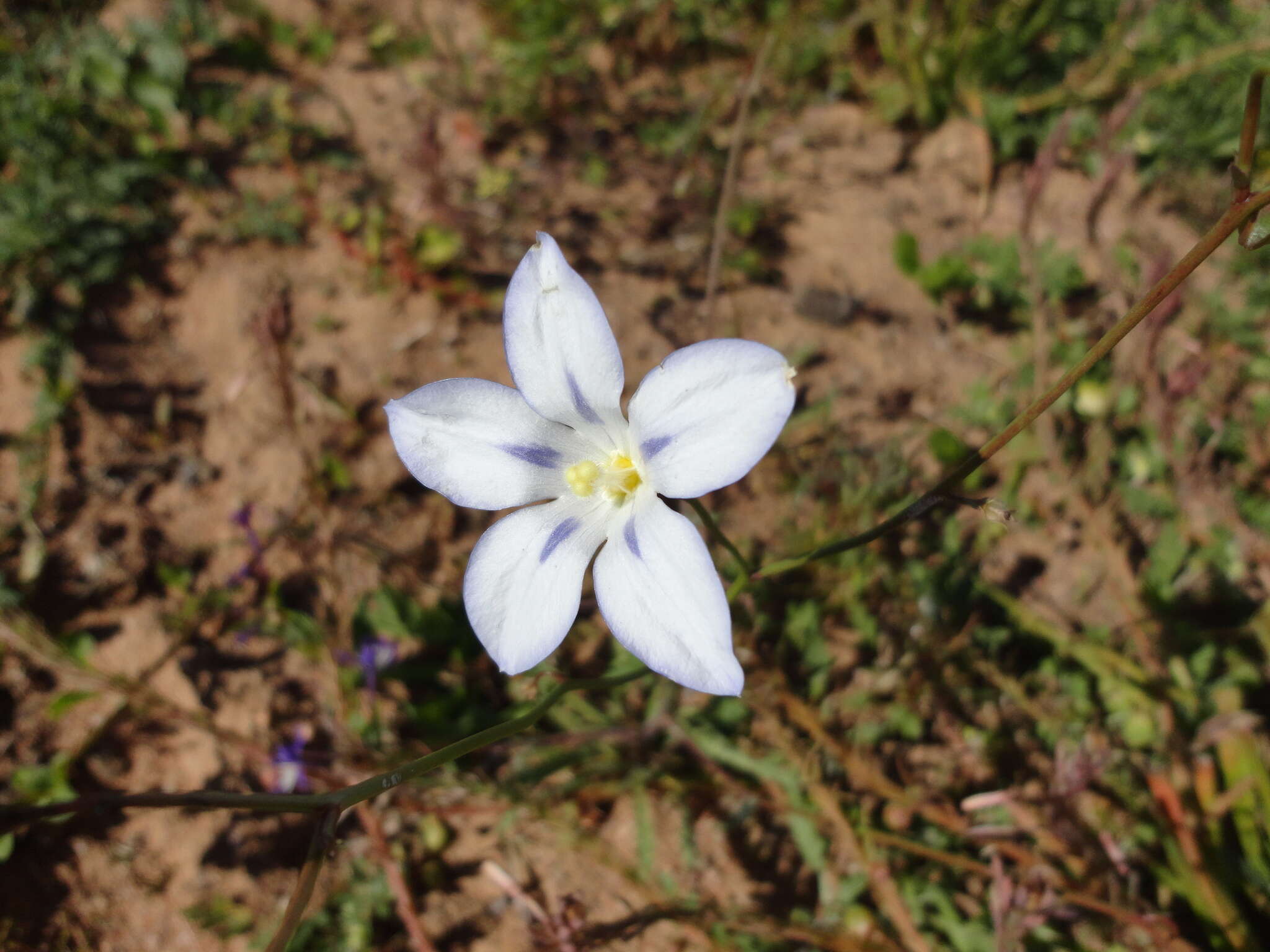 Image of Wahlenbergia annularis A. DC.