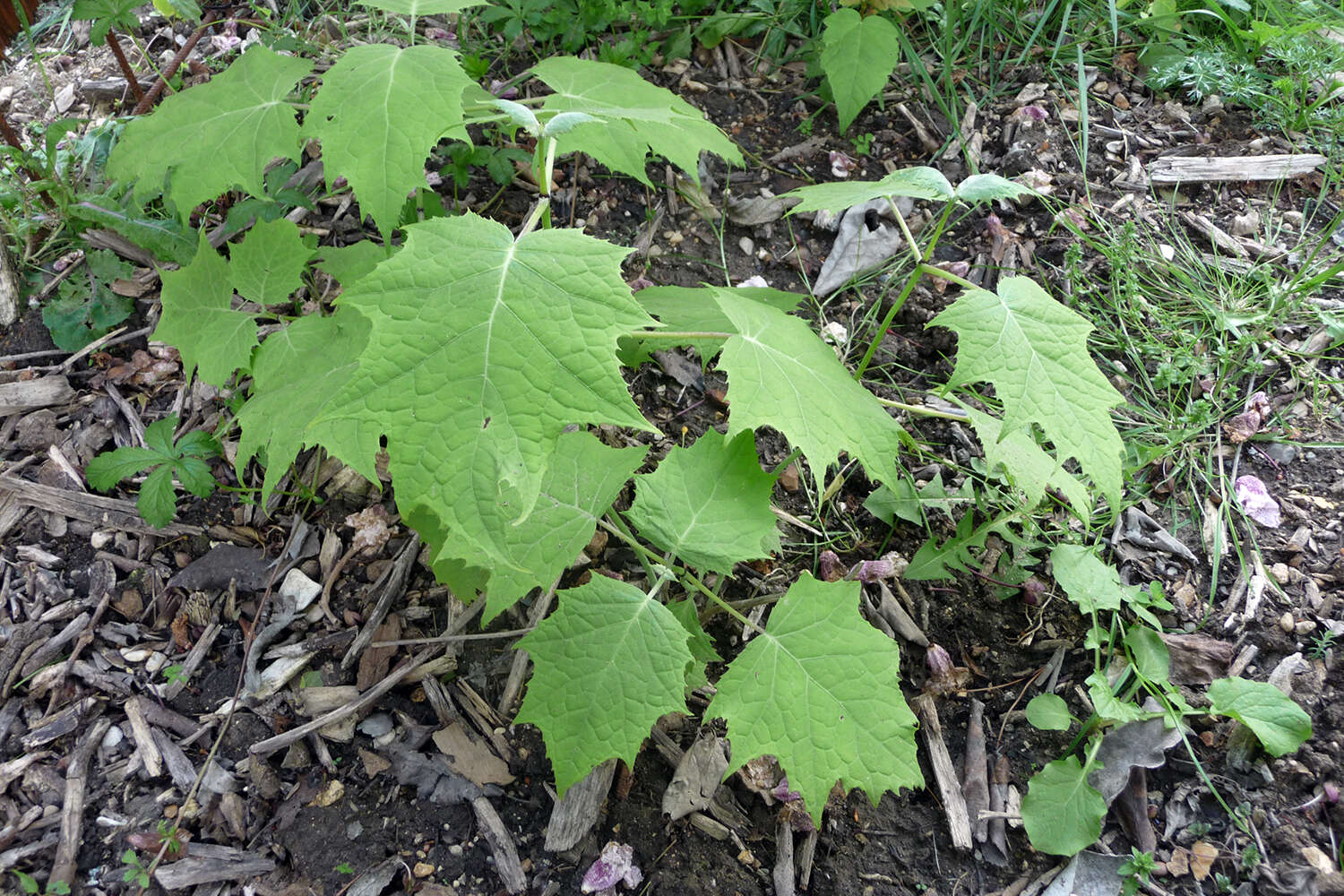 Image of Kirengeshoma koreana