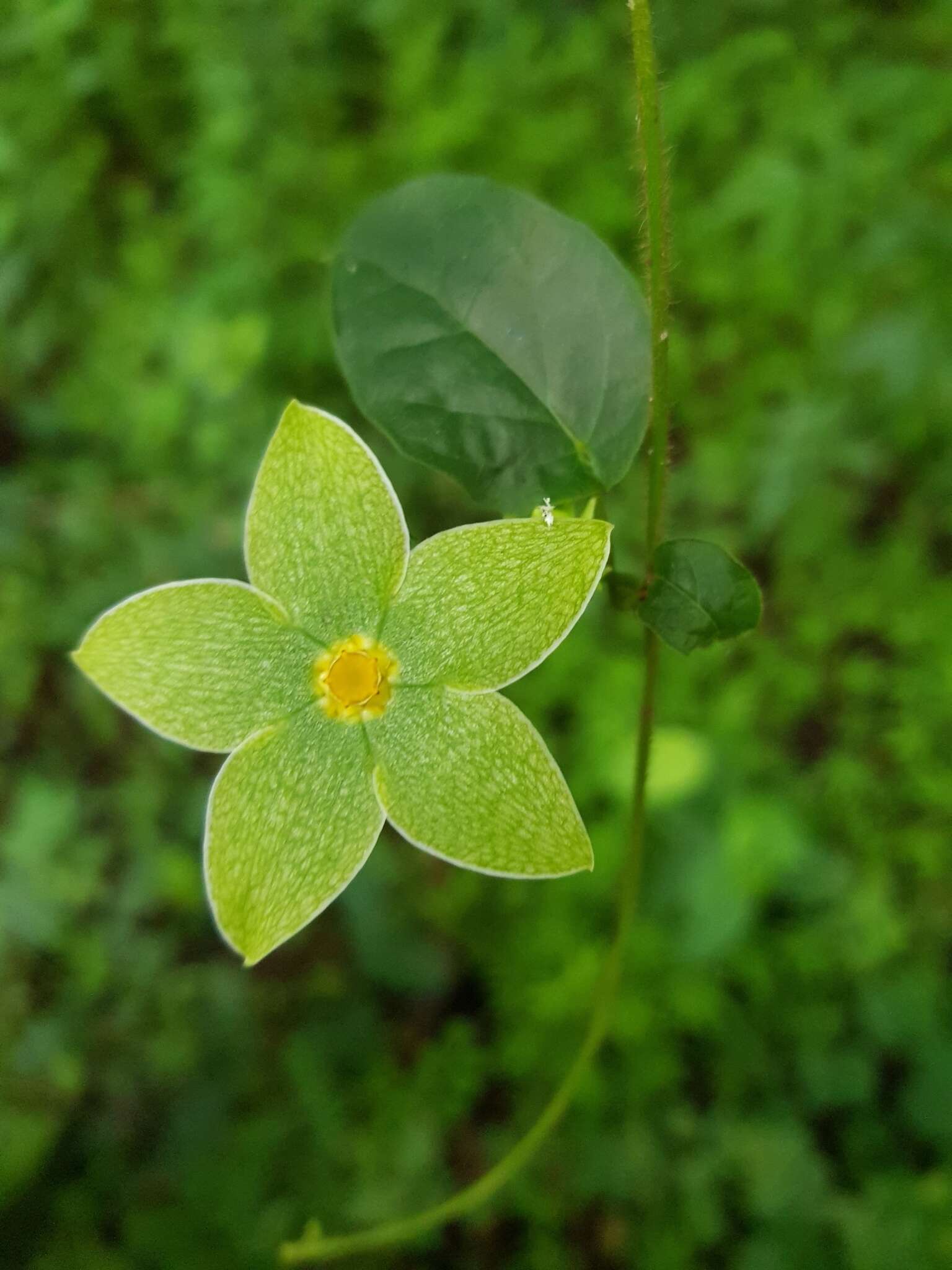 Image de Matelea denticulata (M. Vahl) Fontella & Schwarz