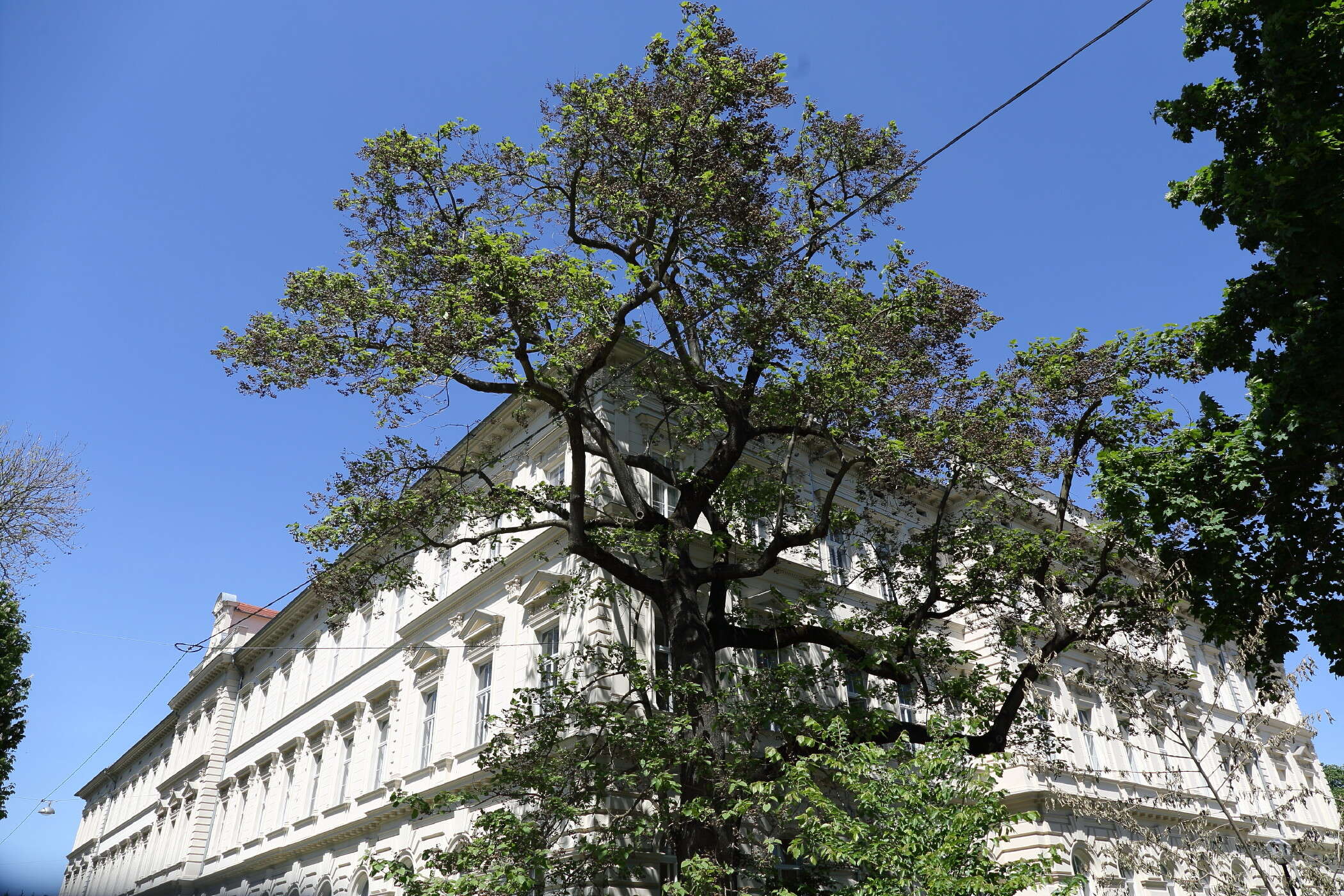 Image of paulownia