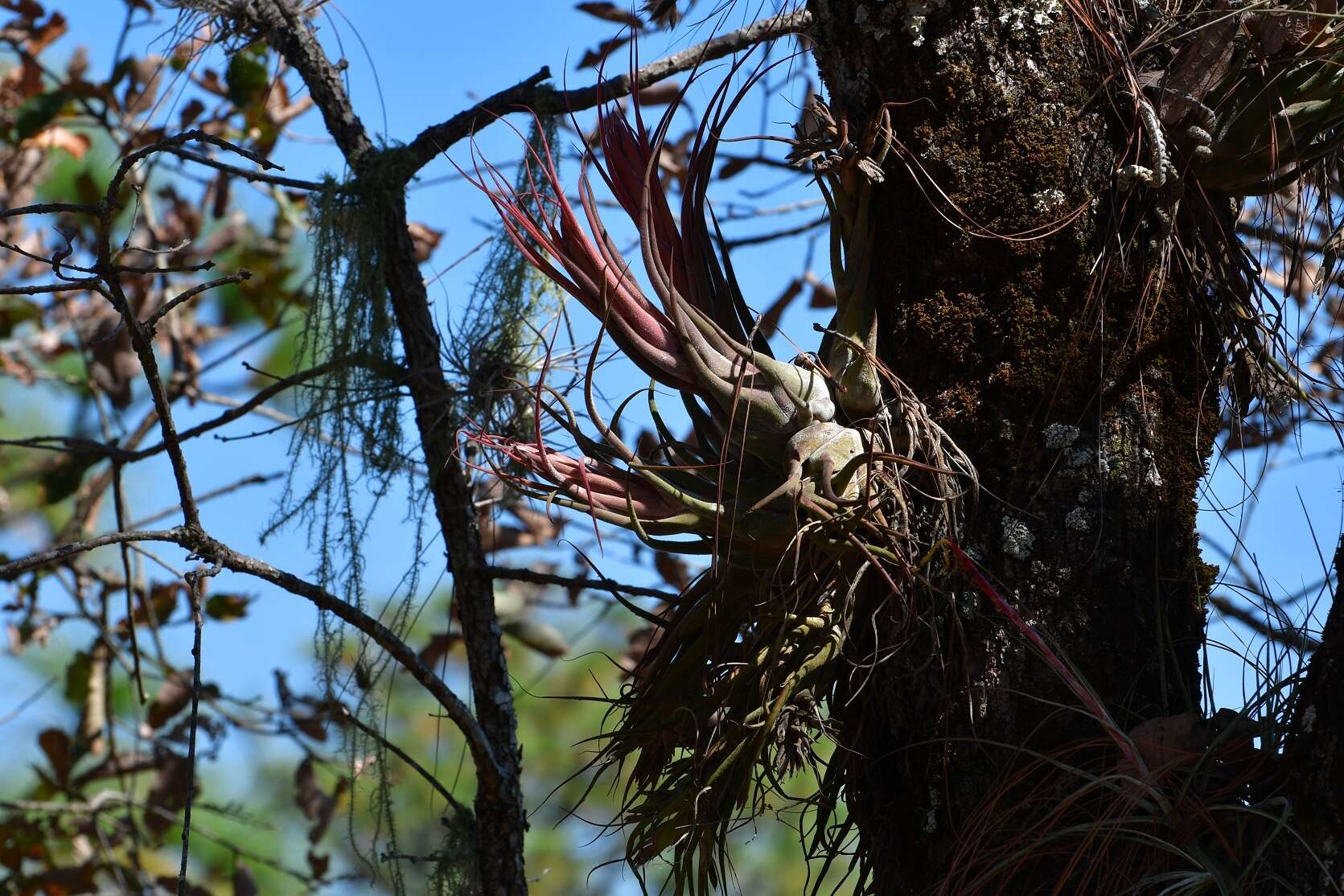 Imagem de Tillandsia seleriana Mez