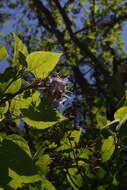 Image of paulownia