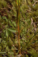 Image of Idaho bentgrass