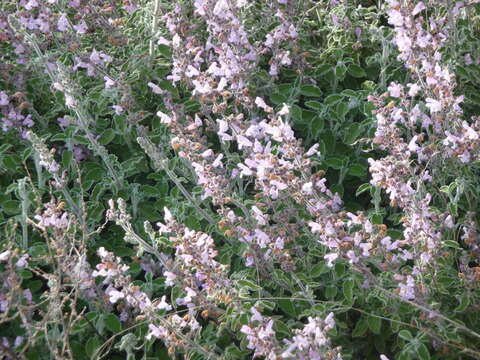 Imagem de Salvia officinalis L.