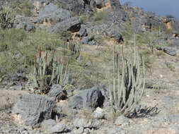 Image de Espostoa mirabilis F. Ritter