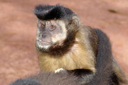 Image of Black Capuchin