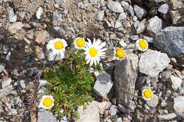 Image of Leucanthemopsis