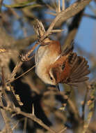 Image of Marsh Wren