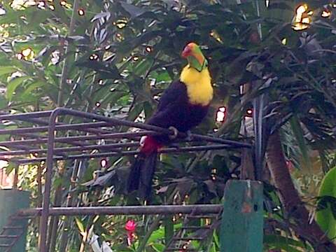 Image of Keel-billed Toucan