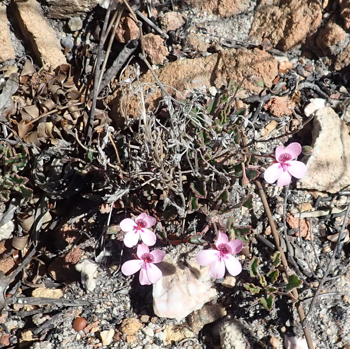 Image of Pelargonium burgerianum J. J. A. Van der Walt