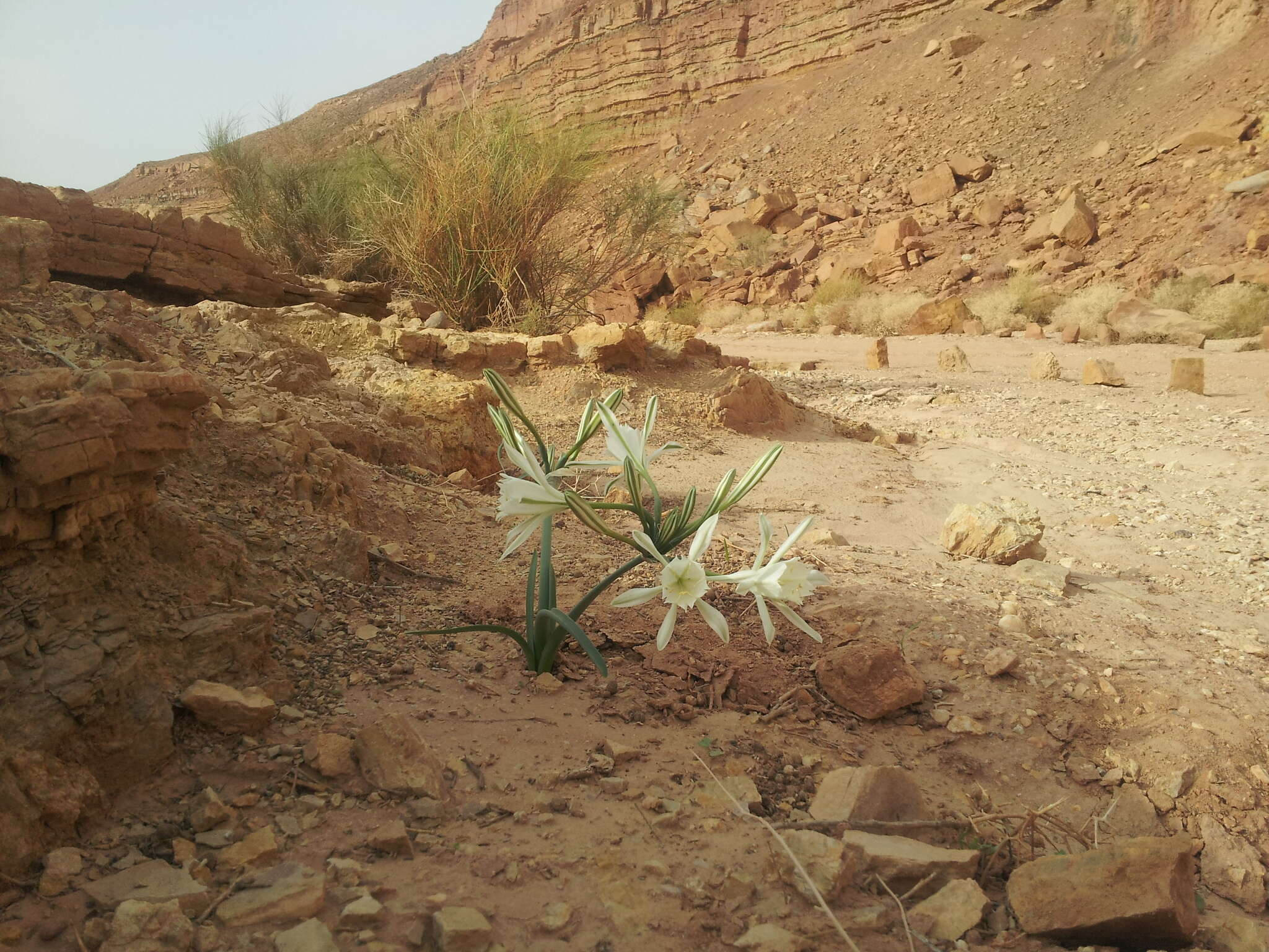 Image of Pancratium sickenbergeri Asch. & Schweinf.