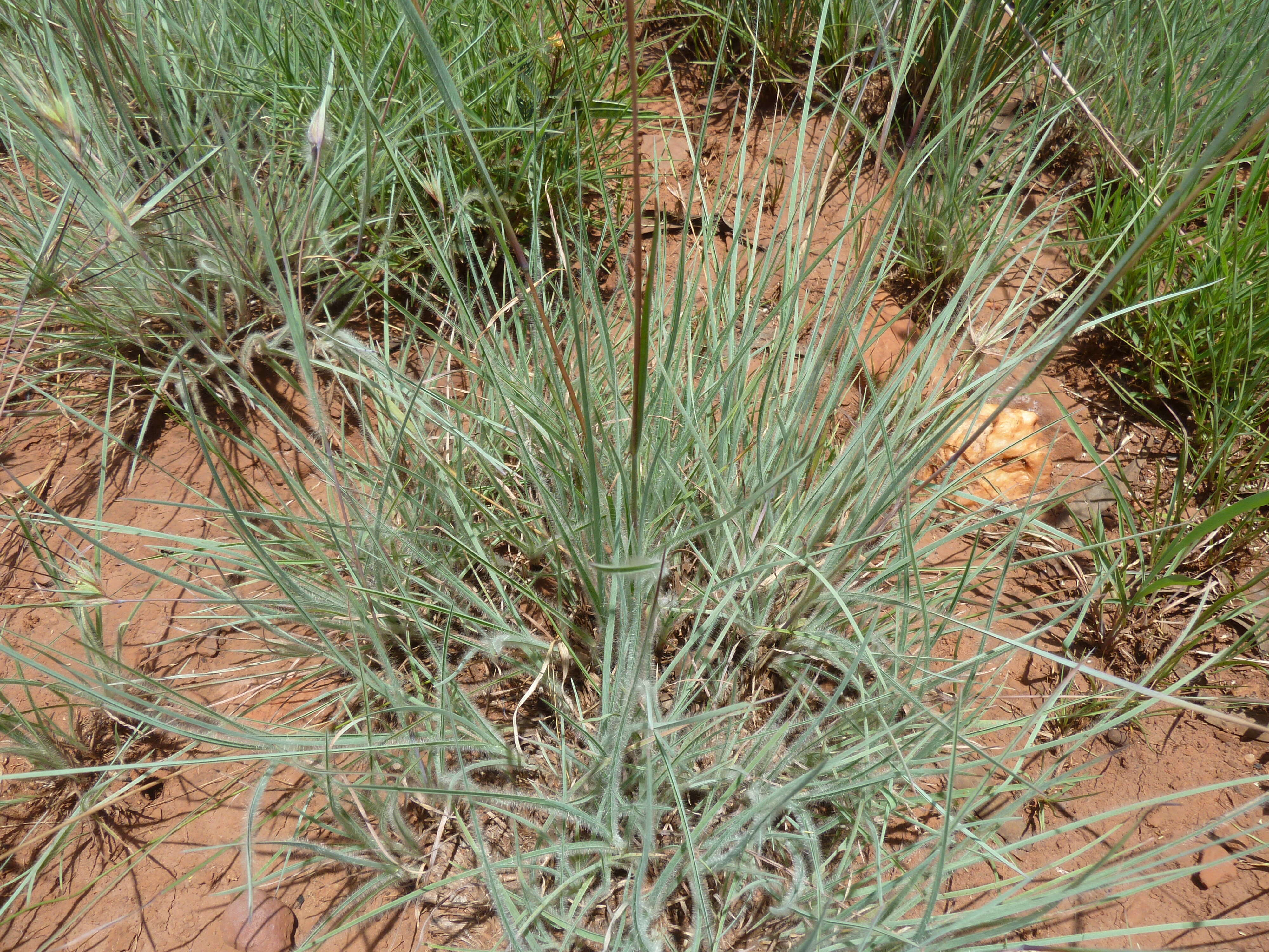 Image of Red grass