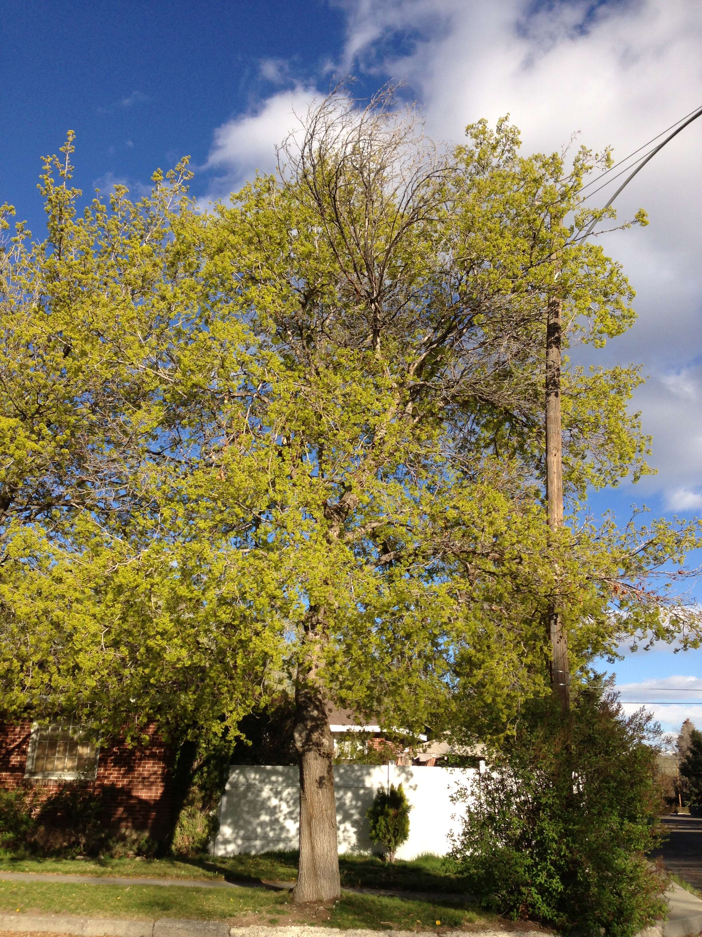 Image of Norway Maple