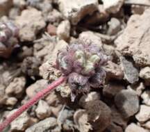 Image of gray buckwheat