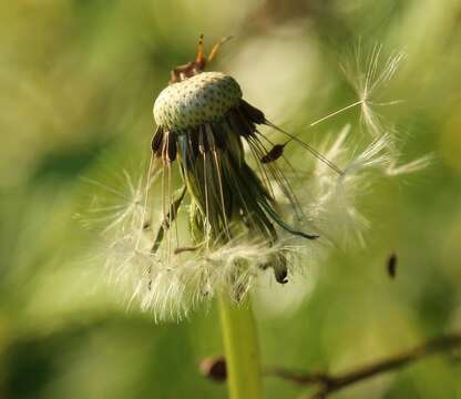 Image of Vernal Shieldbug