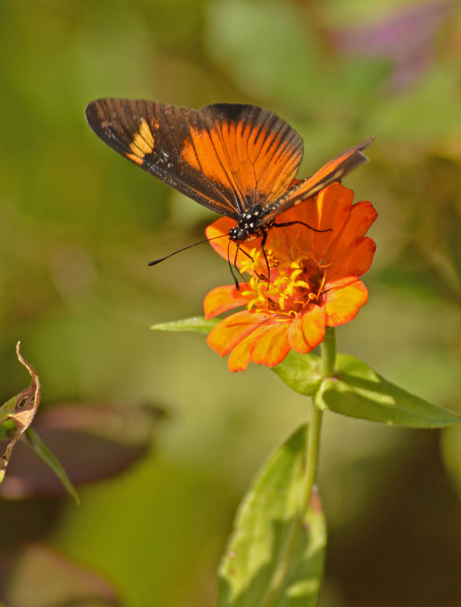 Image de Acraea esebria Hewitson 1861