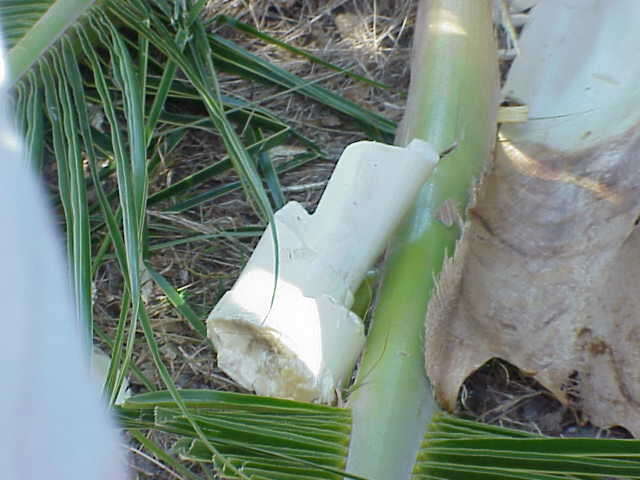 Image of coconut palm