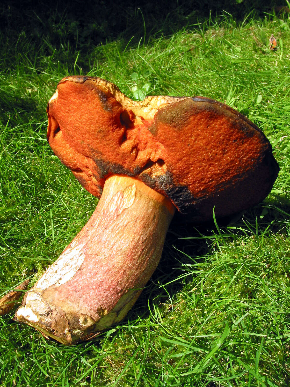 Image of Neoboletus luridiformis (Rostk.) Gelardi, Simonini & Vizzini 2014