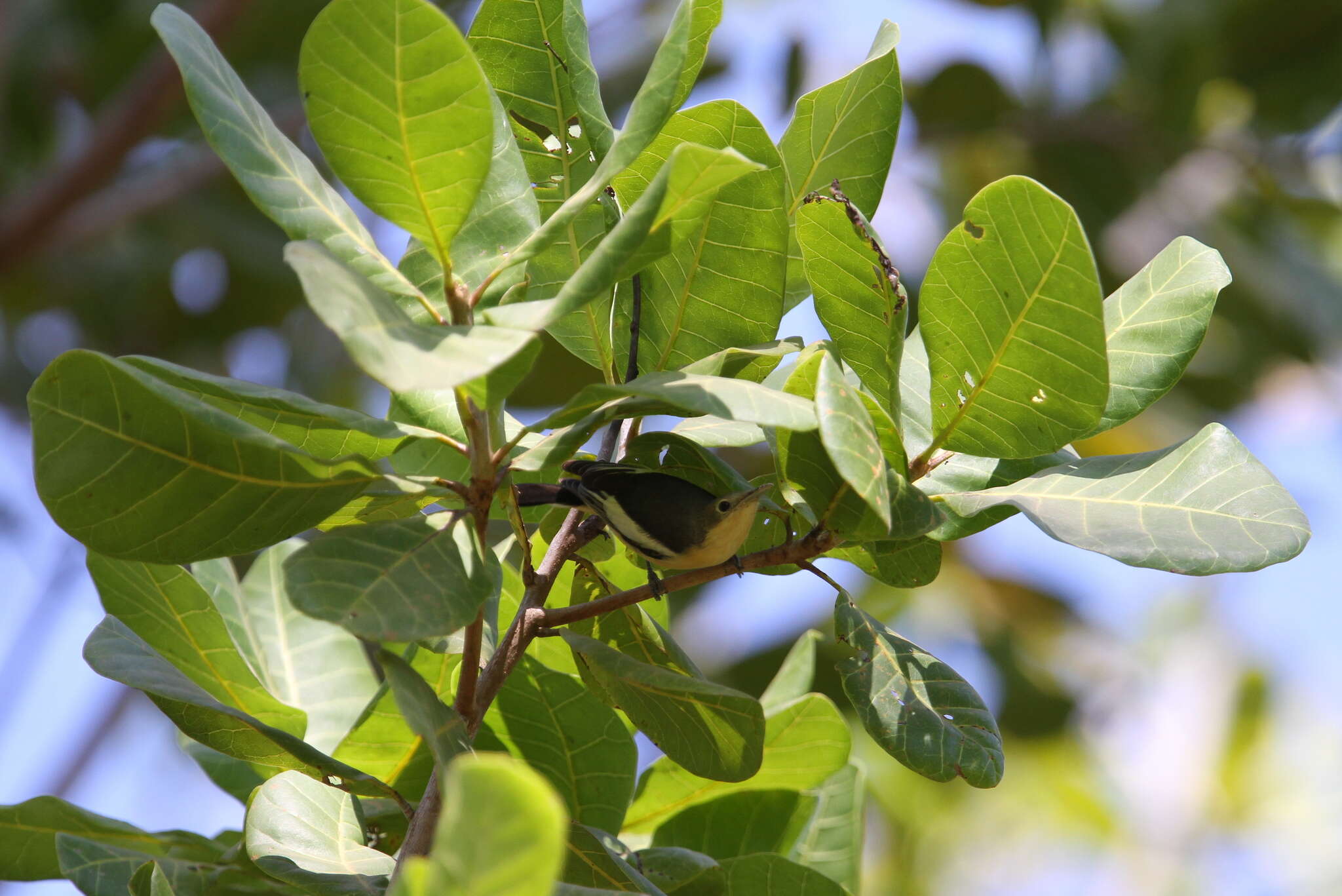 Image of Yellow-bellied Hyliota