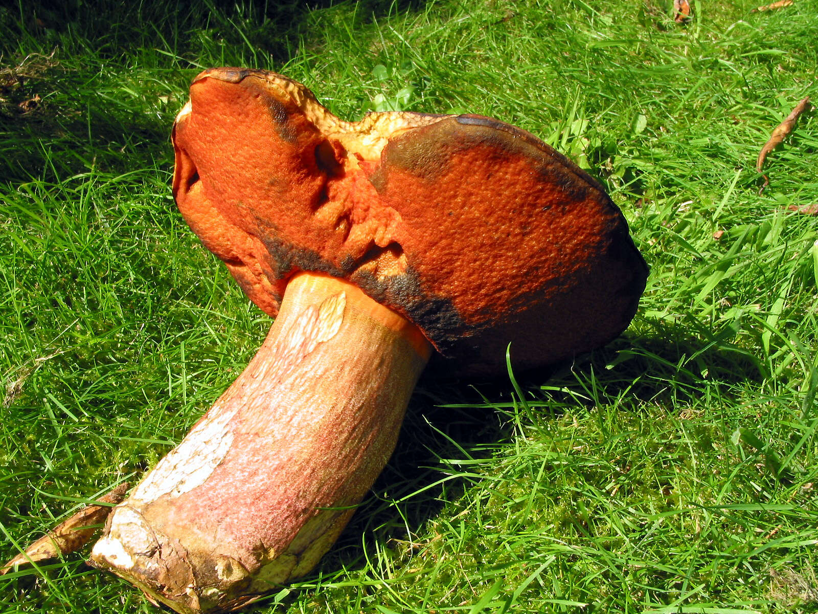 Image of Neoboletus luridiformis (Rostk.) Gelardi, Simonini & Vizzini 2014