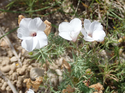 Image of Linum suffruticosum L.