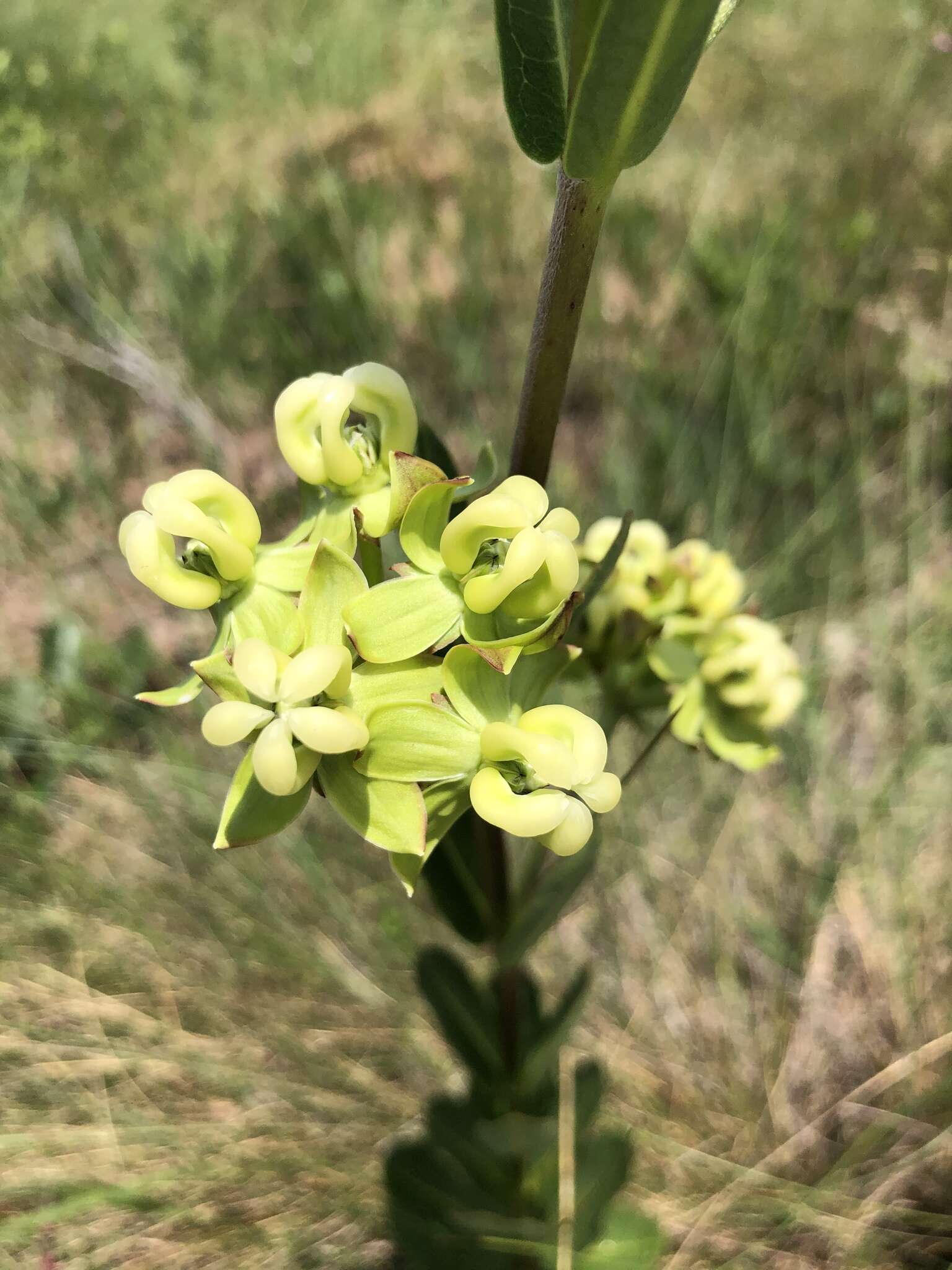 Imagem de Asclepias connivens Baldw. ex Ell.