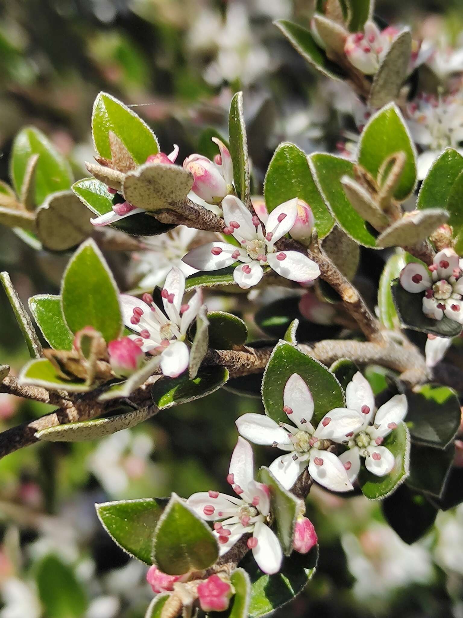 Image of Nematolepis ovatifolia (F. Müll.) Paul G. Wilson