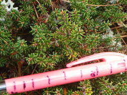 Image of Androstoma empetrifolia Hook. fil.
