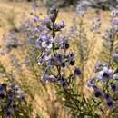 صورة Cyanostegia angustifolia Turcz.