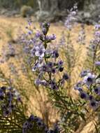 Image of Cyanostegia