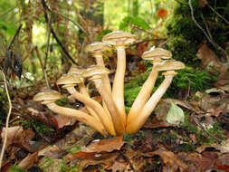 Image of Honey Fungus