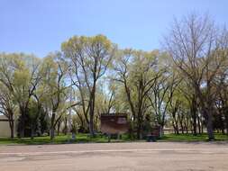 Image of Siberian Elm
