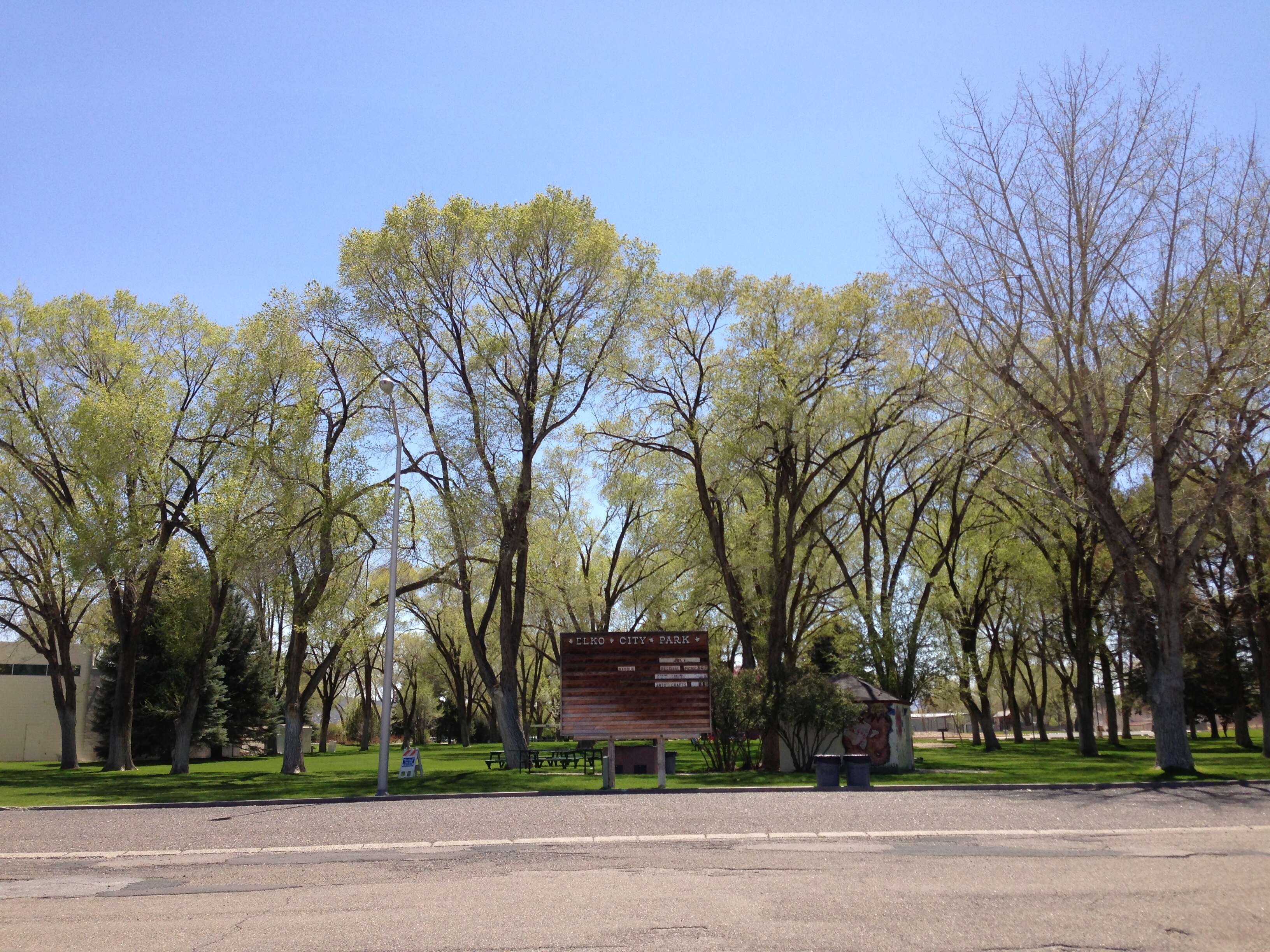 Image of Siberian Elm