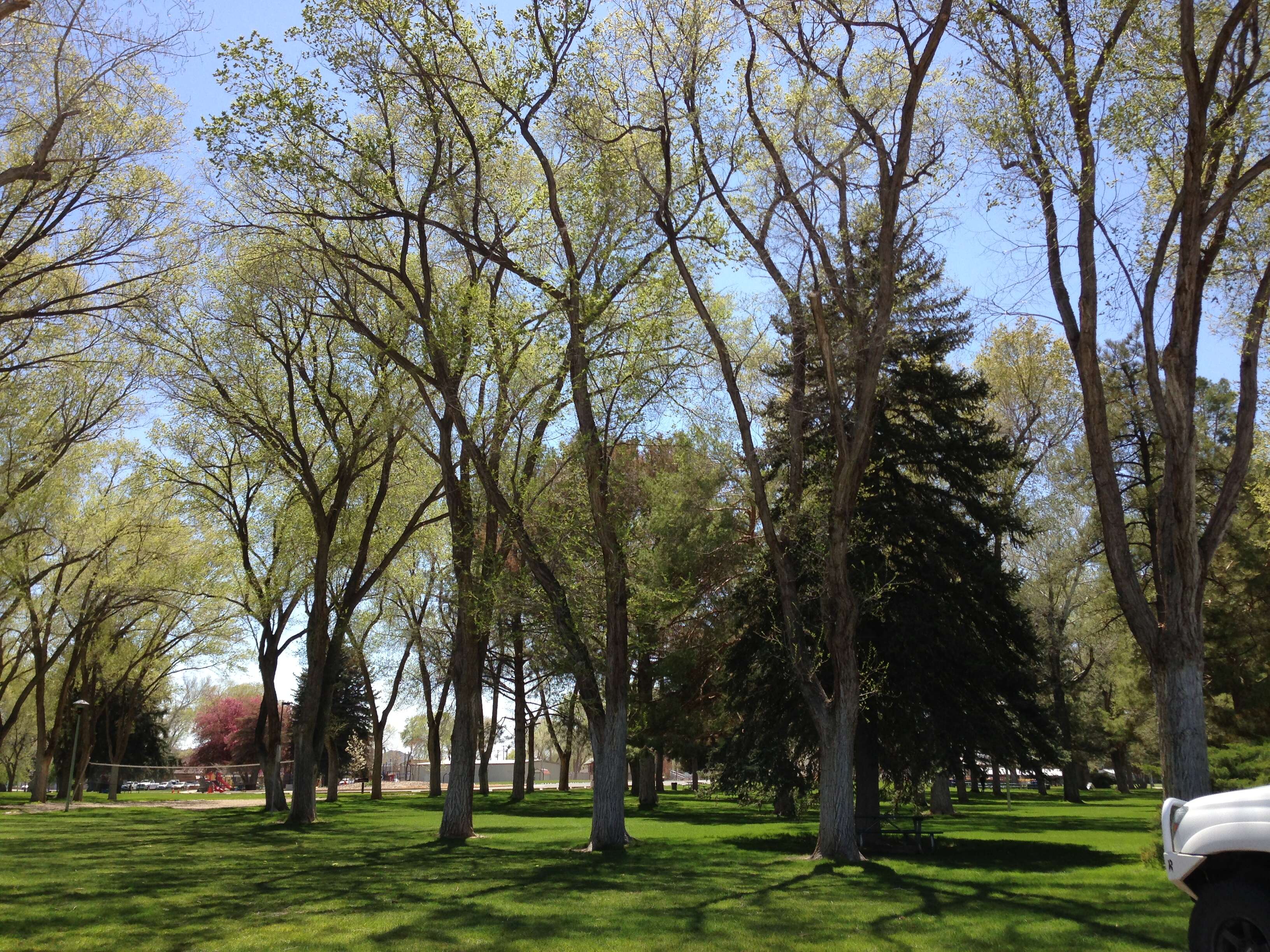 Image of Siberian Elm