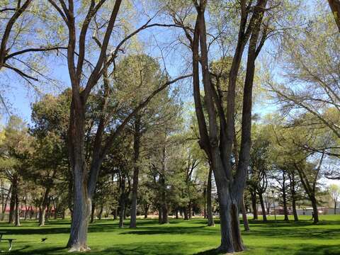 Image of Siberian Elm