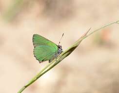 Plancia ëd Callophrys rubi (Linnaeus 1758)