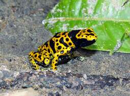 Image of Yellow-headed Poison Frog