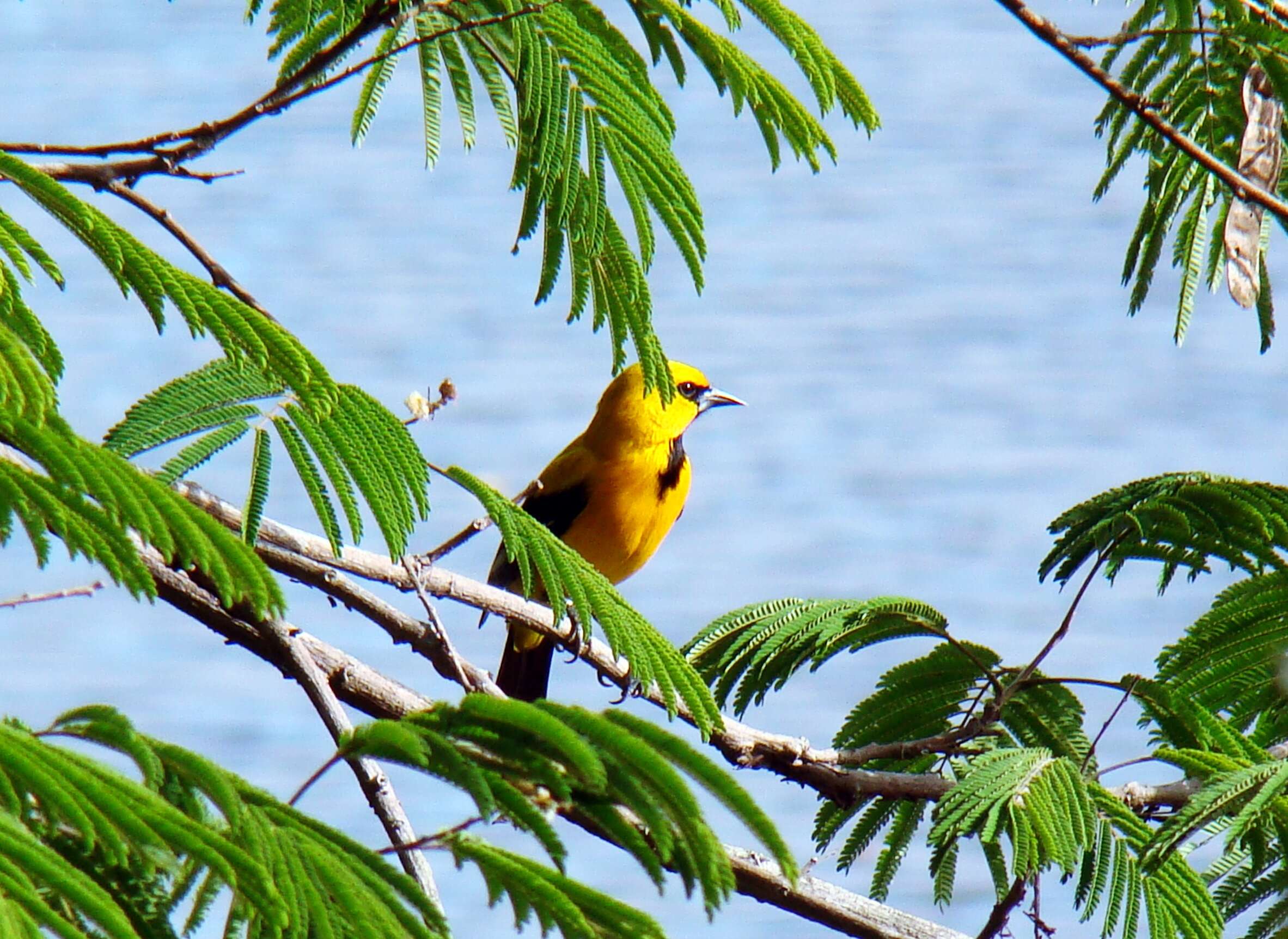 Image of Yellow Oriole