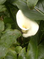 Image of Arum lily