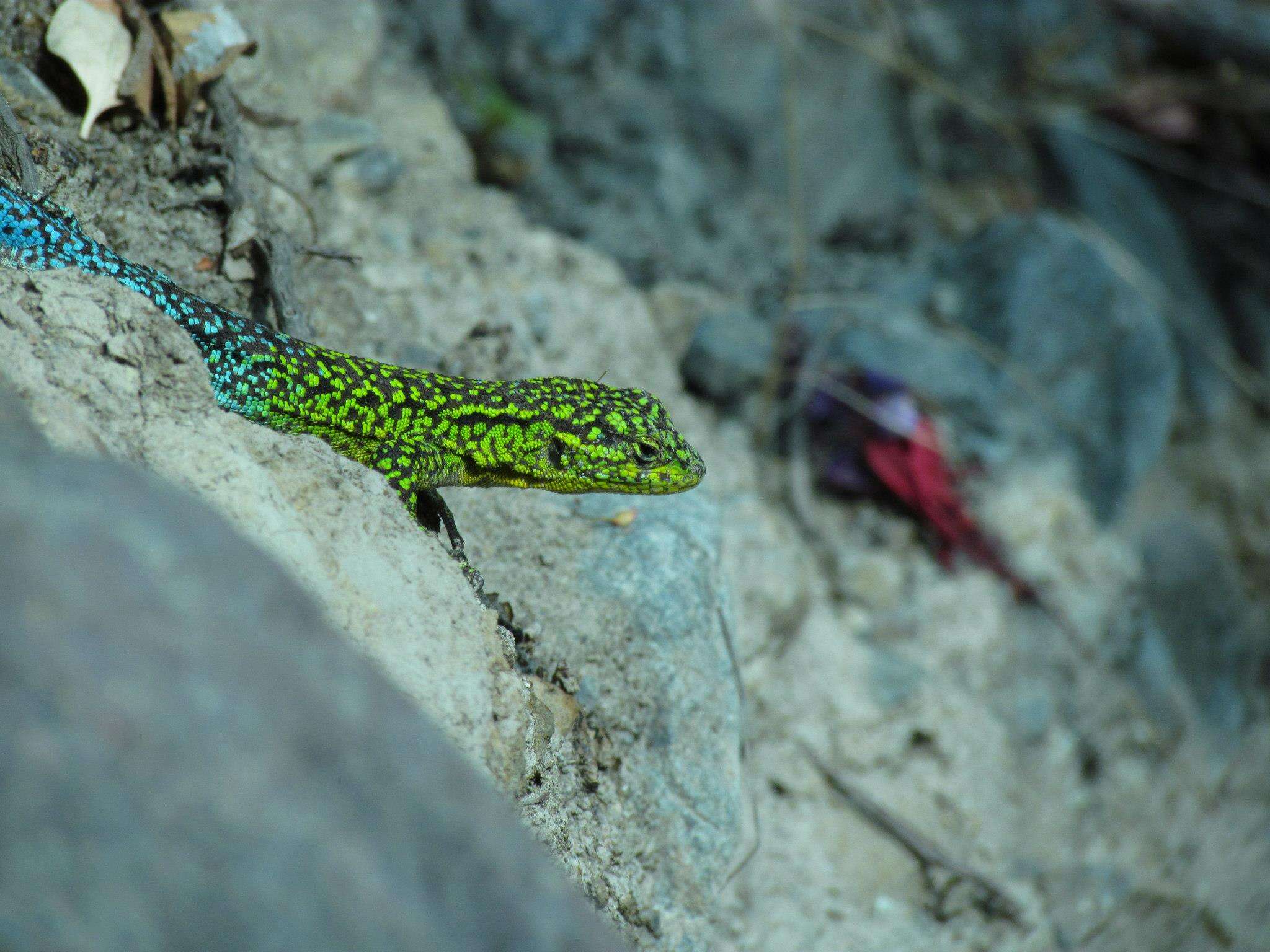 Image of Thin Tree Iguana