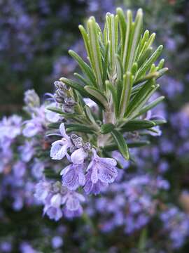 Imagem de Salvia rosmarinus Schleid.