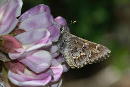 Image of Python Skipper