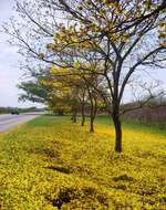 صورة Handroanthus chrysanthus (Jacq.) S. O. Grose