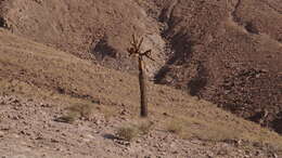 Image of Browningia candelaris (Meyen) Britton & Rose