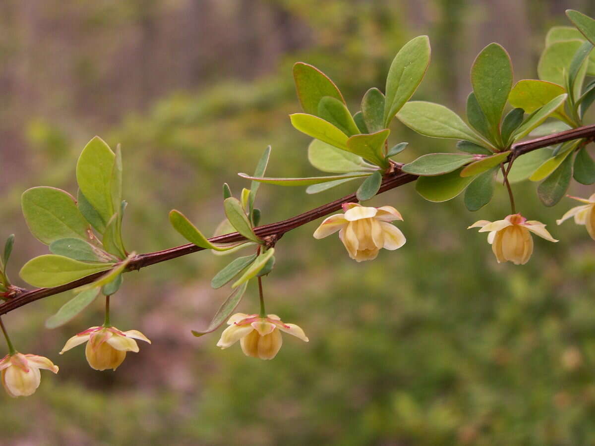 Image of Japanese barberry