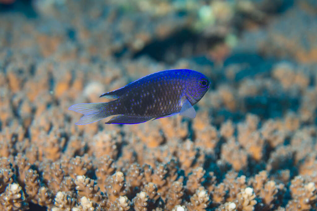 Image of Southern damsel