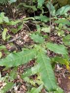 Image of Elattostachys nervosa (F. Müll.) Radlk.