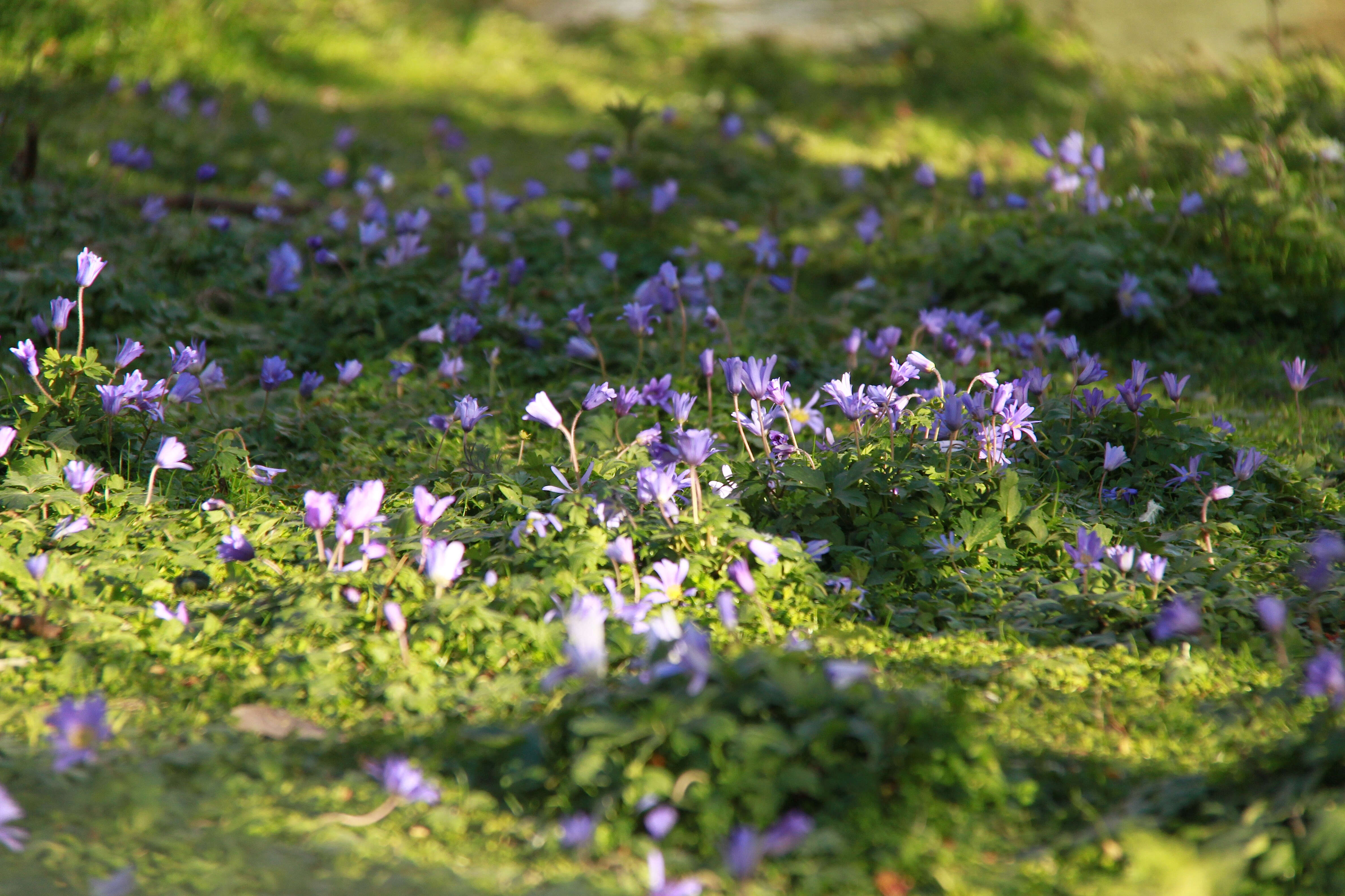 Image of Balkan Anemone